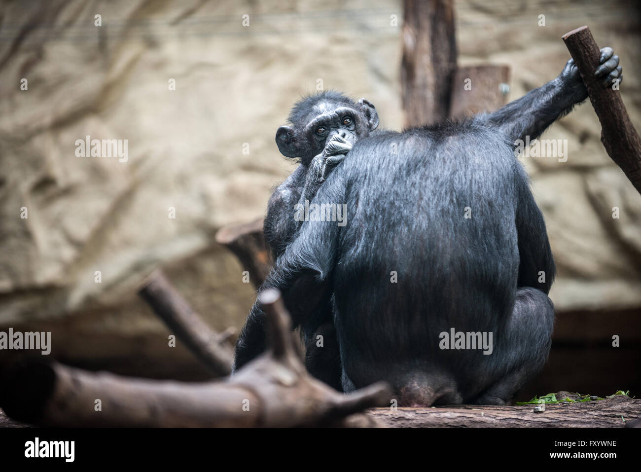Gorilla at Ape House of Warsaw Zoological Garden in Warsaw, Poland