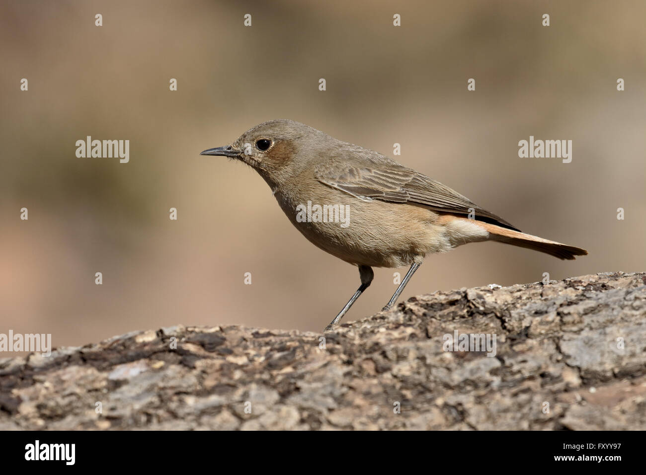 Familar chat, Cercomela familiaris,  single bird on branch, South Africa, August 2015 Stock Photo