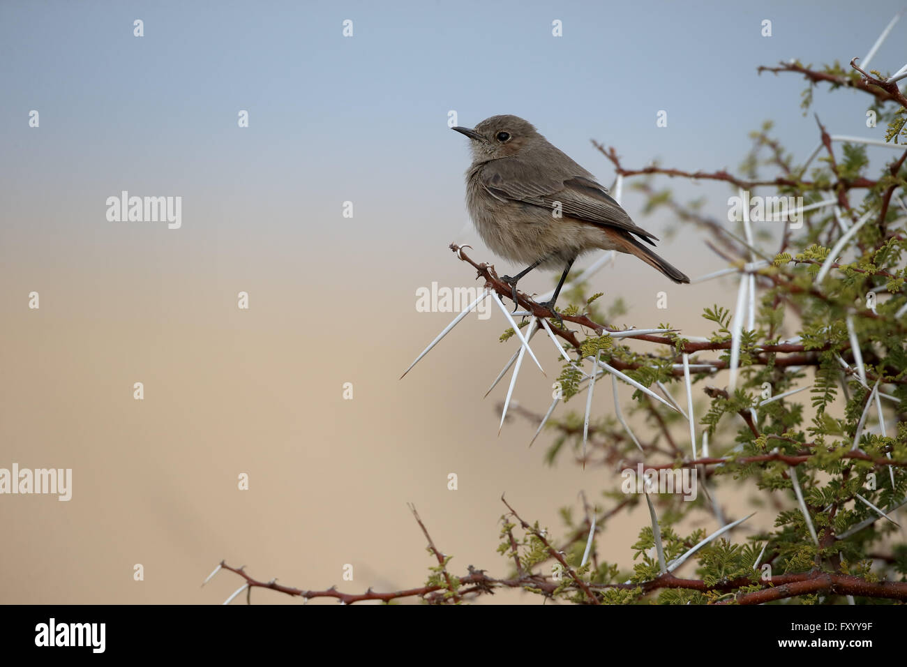 Familar chat, Cercomela familiaris,  single bird on branch, South Africa, August 2015 Stock Photo