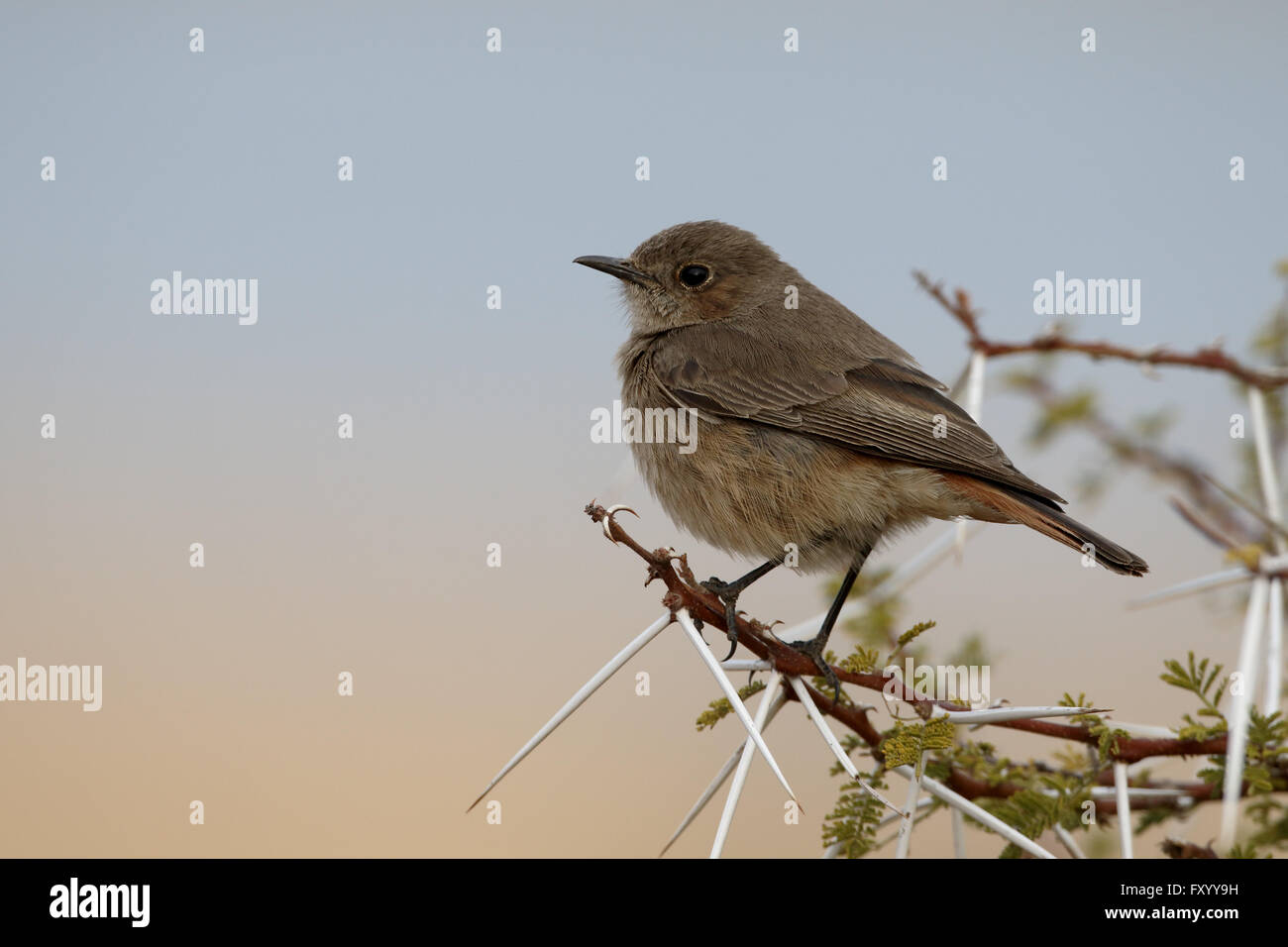 Familar chat, Cercomela familiaris,  single bird on branch, South Africa, August 2015 Stock Photo