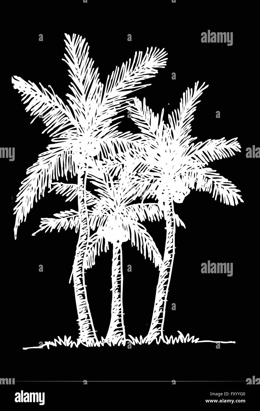 Set Of Palm Tree Tropical Palm Trees, Black Silhouettes Background 