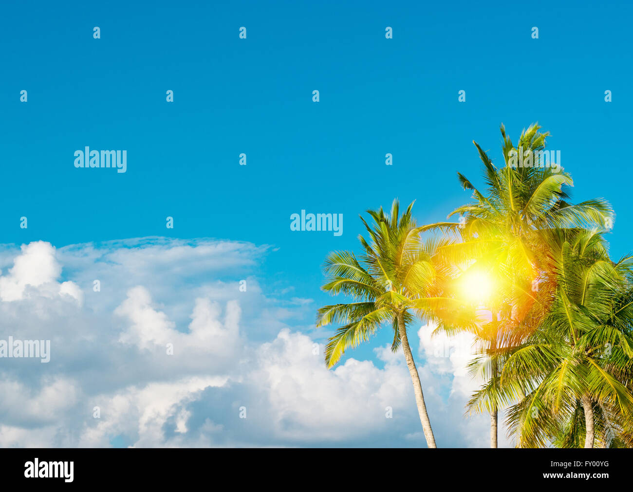 Green palm tree against sunny blue sky. Summer holidays nature background Stock Photo