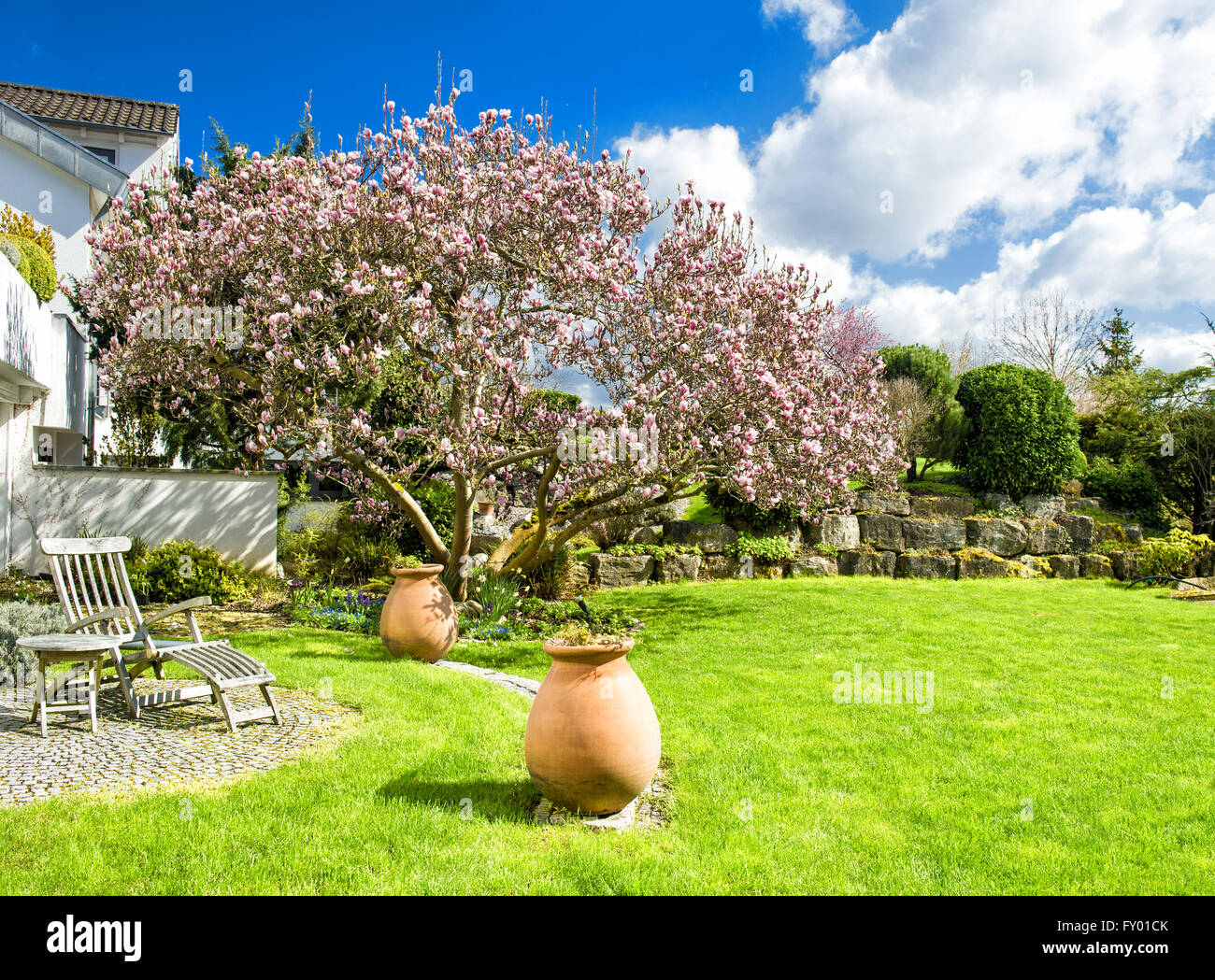 Spring english garden with blossoming magnolia tree. Sunny day. Blue sky Stock Photo