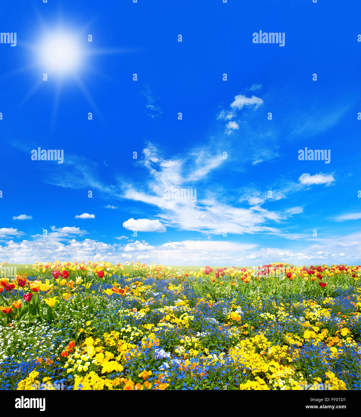Spring flower meadow sunny hi-res stock photography and images - Alamy