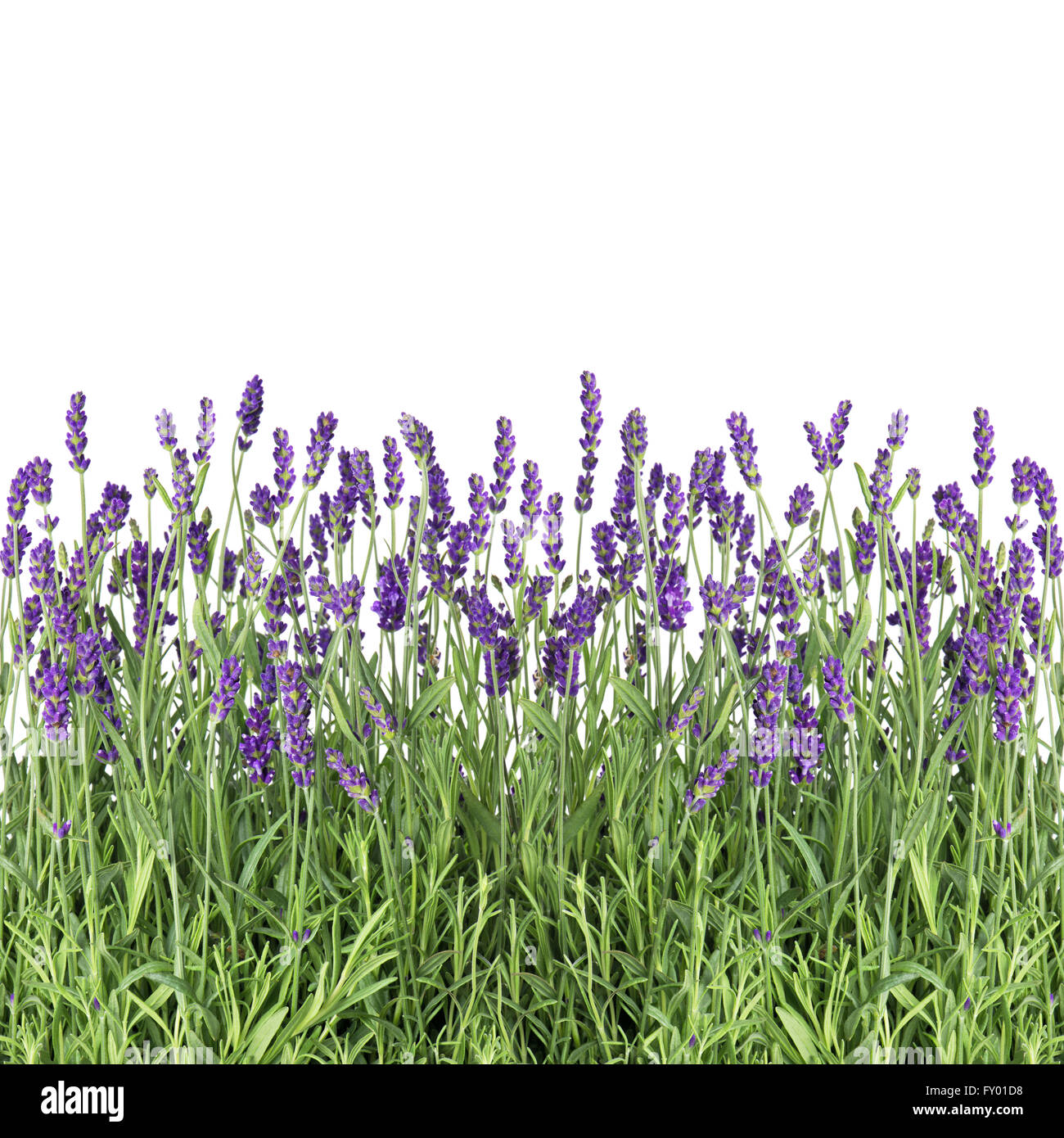 Lavender flowers isolated on white background. Fresh lavender plants