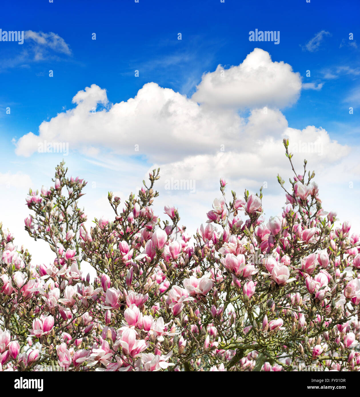 Magnolia tree over cloudy blue sky. Blossoming of spring pink flowers. Nature background Stock Photo