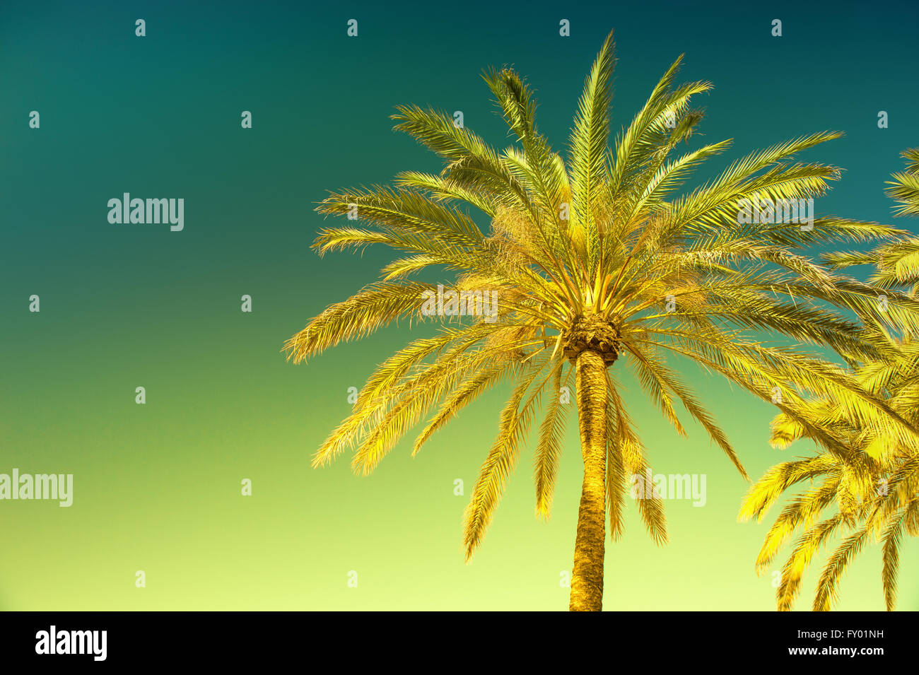 Green palm tree against sunny blue sky. Summer holidays background. Vintage style toned picture Stock Photo