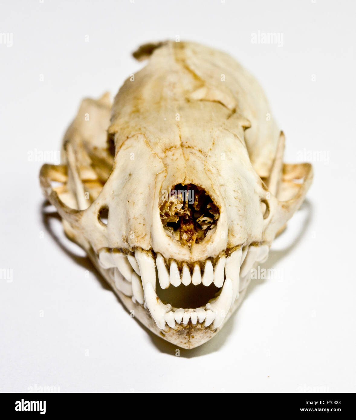 Weasel skull hi-res stock photography and images - Alamy, image size:1178x1390