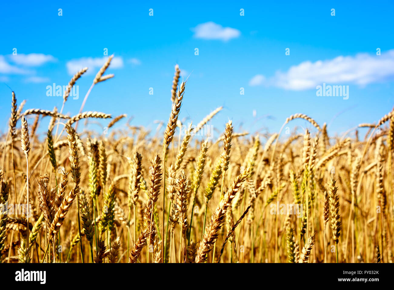 Ears of Golden Wheat and Blue Sky Stock Photo - Alamy