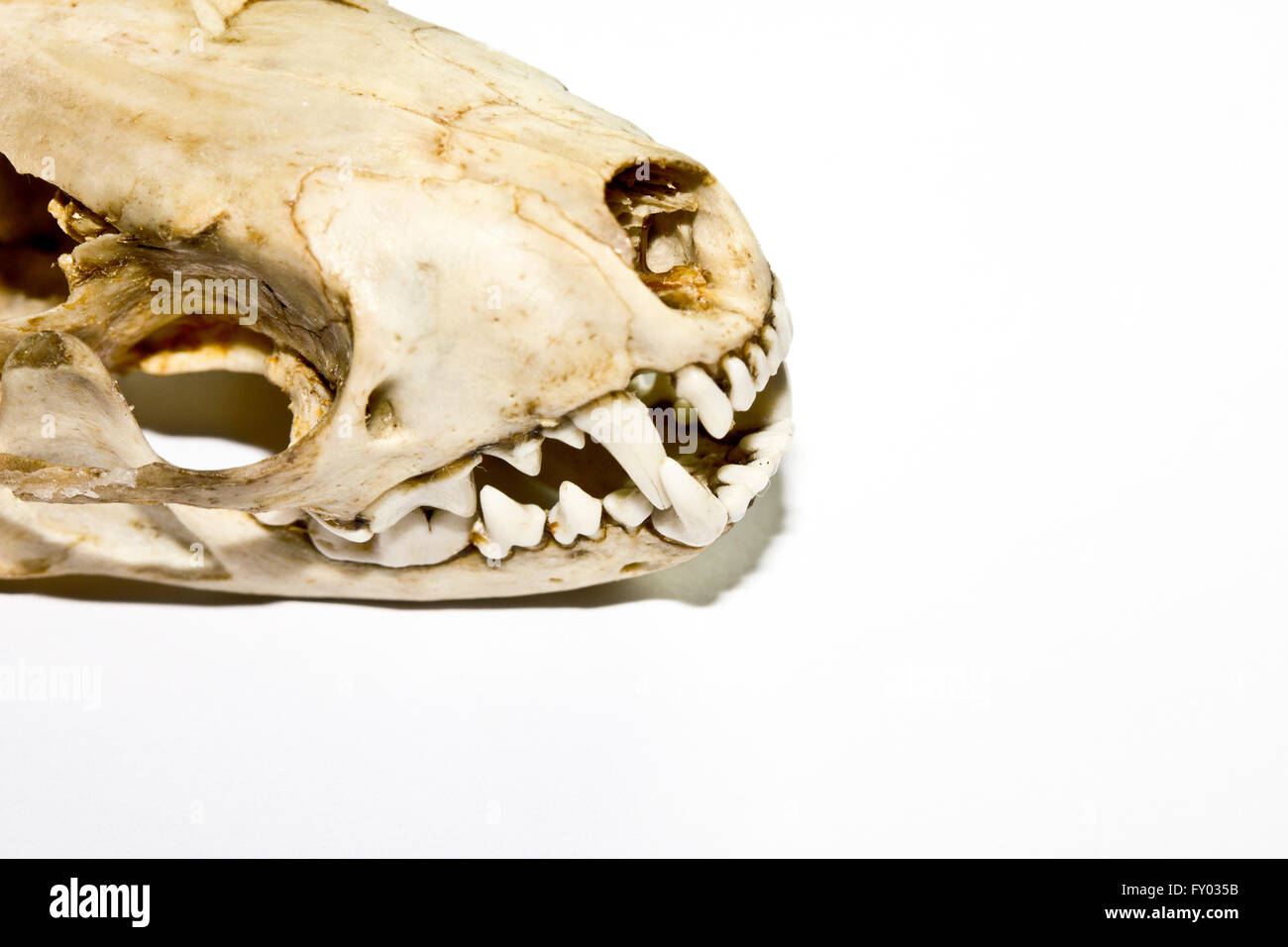 A stoat or weasel skull on white background Stock Photo
