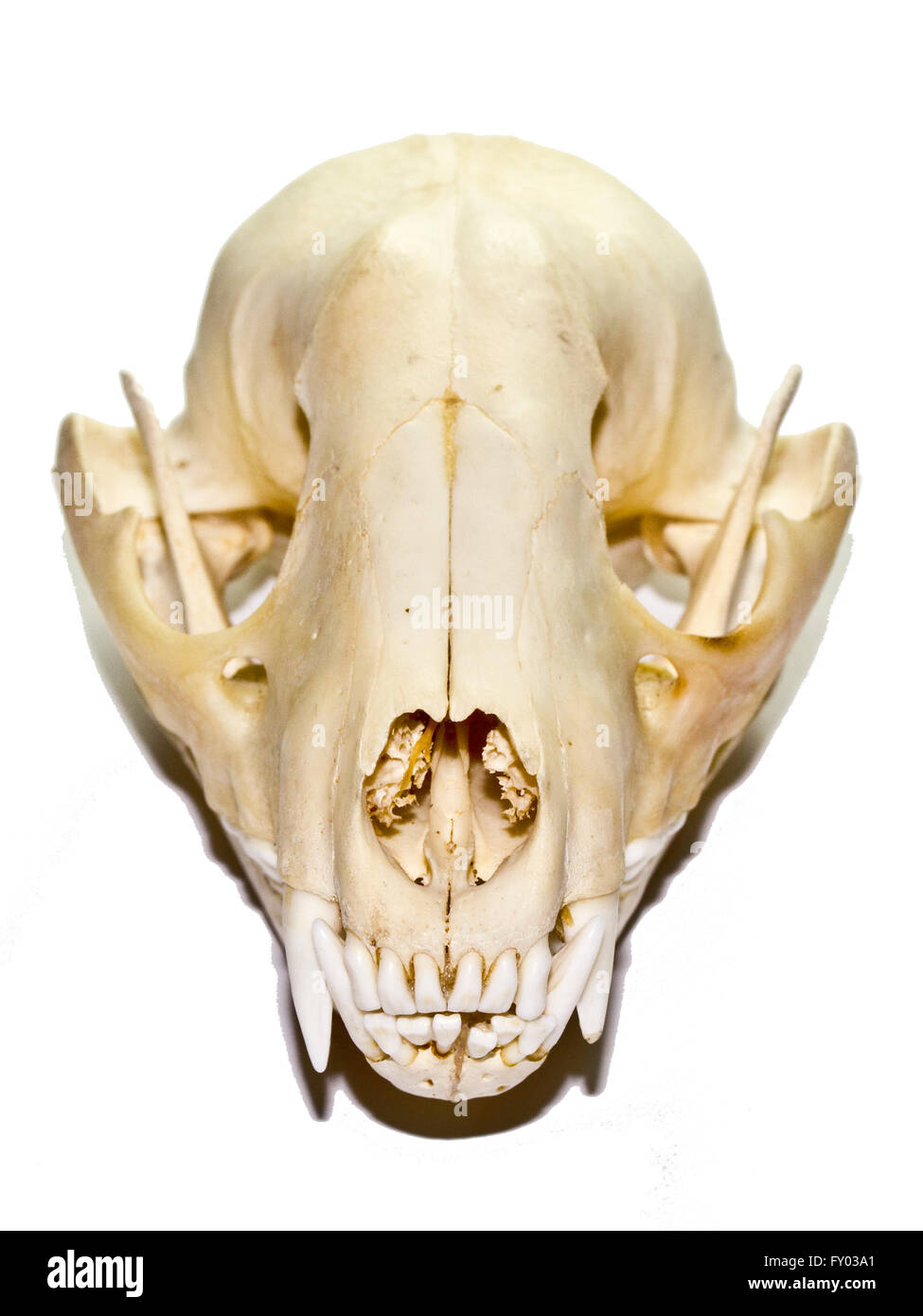 Raccoon skull on white background Stock Photo