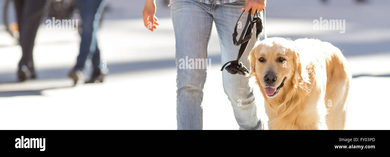 Golden retriever dog outdoor, urban life Stock Photo Alamy