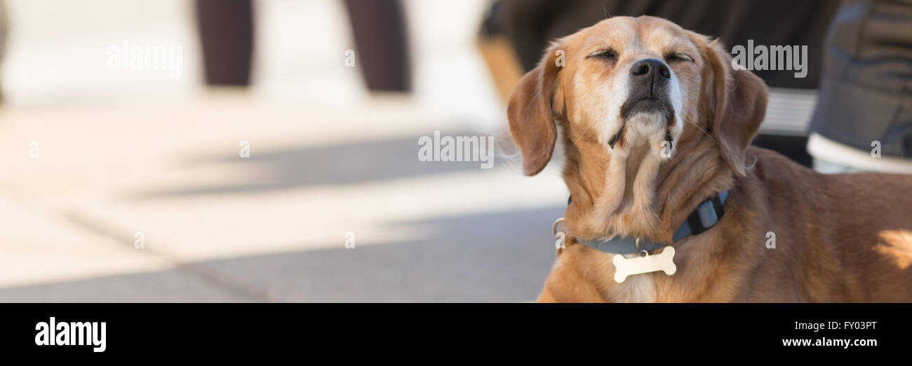 Tired dog sleeping outdoor, urban photo Stock Photo