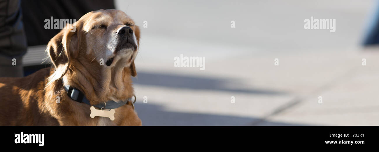 Tired dog sleeping outdoor, urban photo Stock Photo