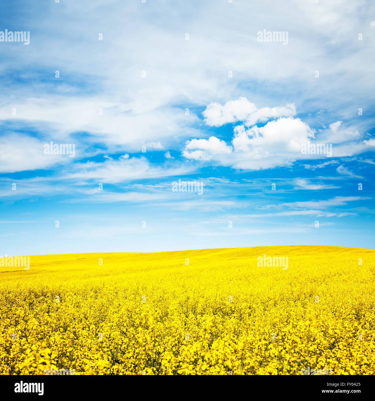 Summer Landscape with Rape Field and Blue Sky Stock Photo - Alamy