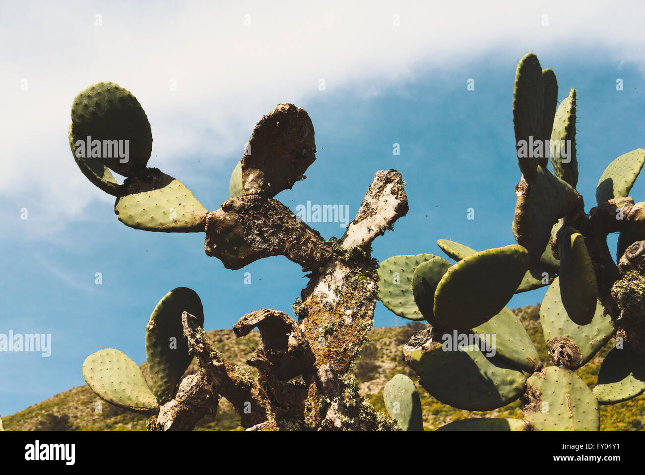 Close up of cacti against a blue sky with a white cloud on the left. Stock Photo