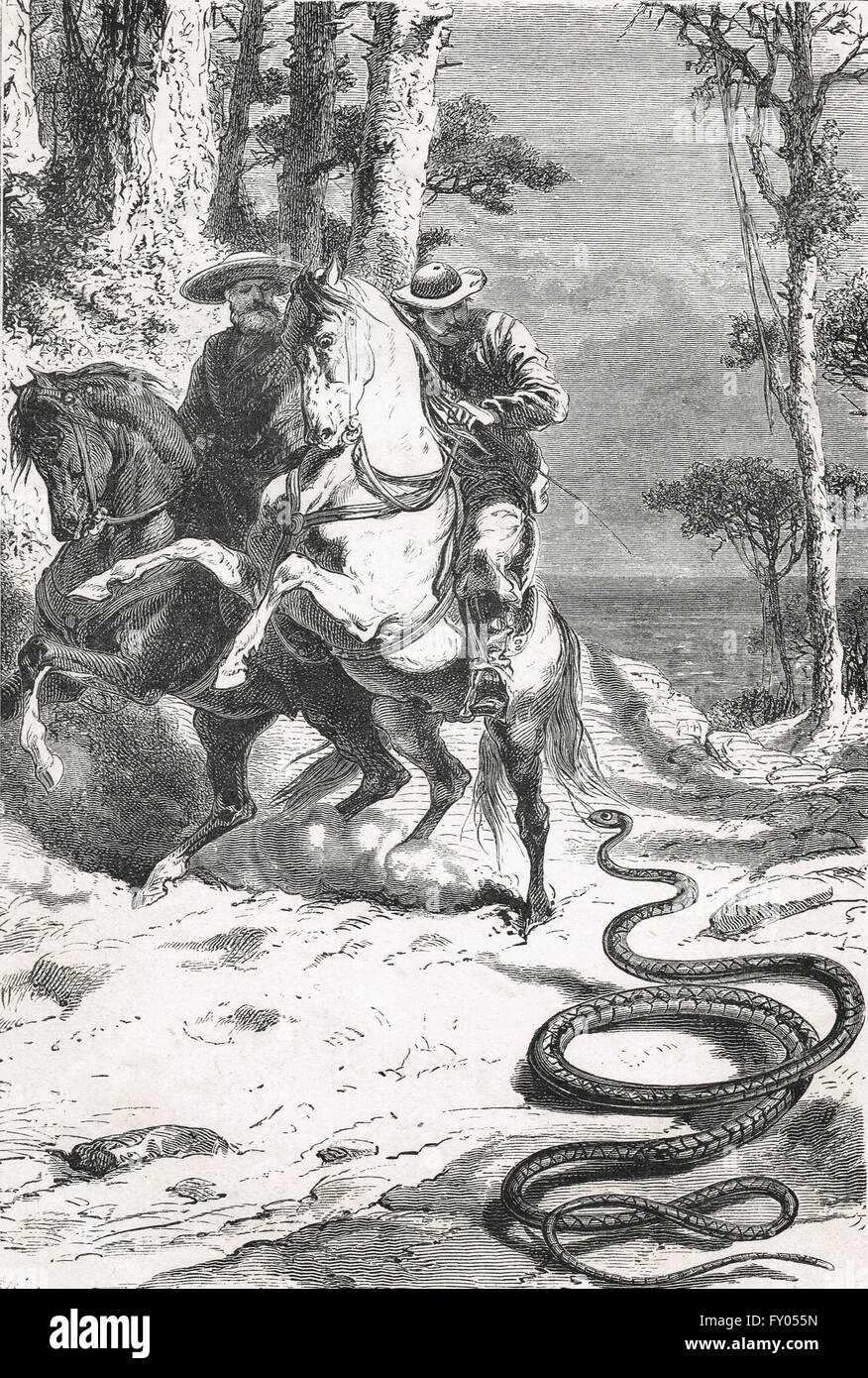 Horses & riders scared by a coachwhip snake Stock Photo