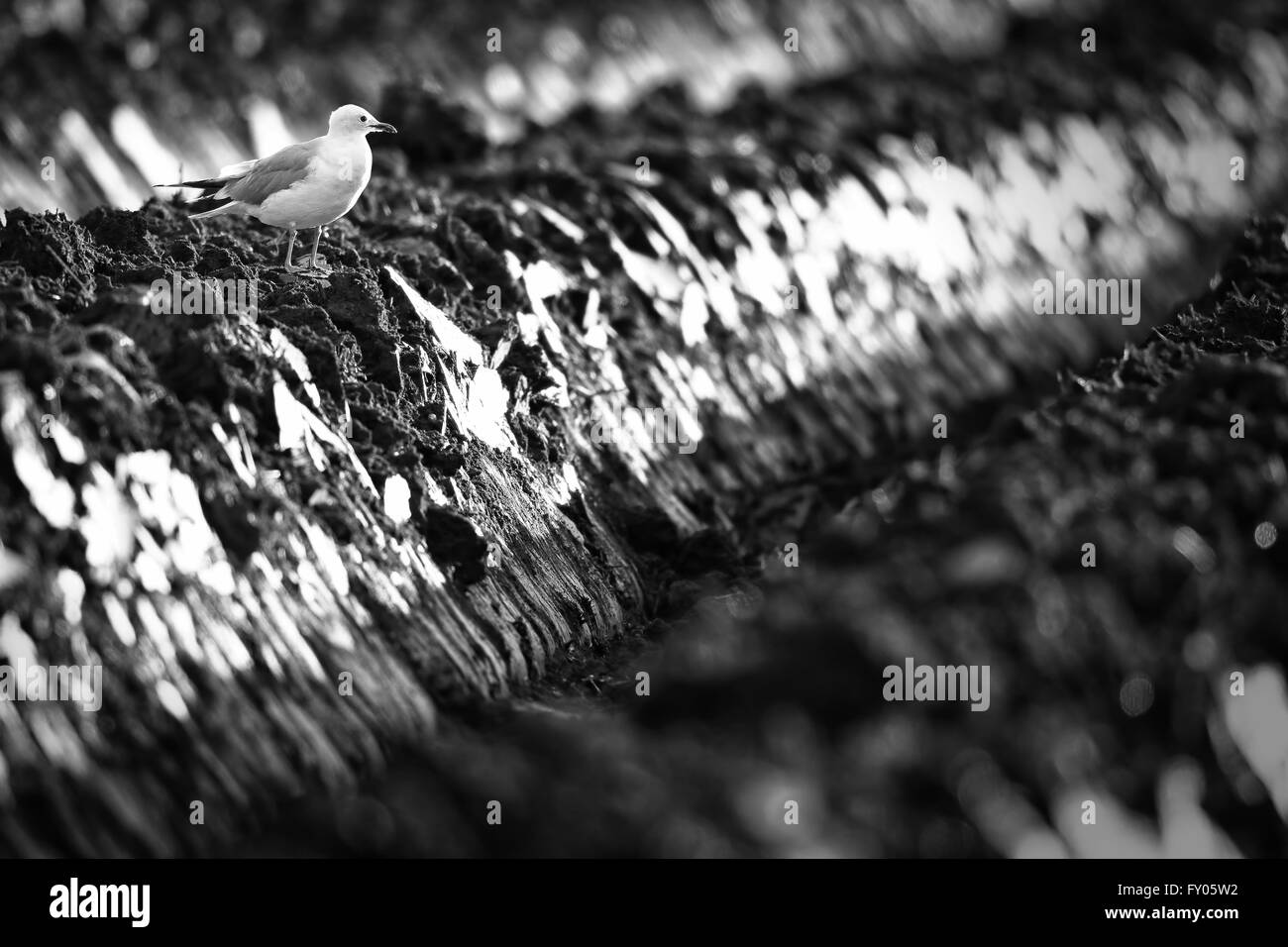 Common Gull (Larus canus) on a freshly ploughed farmers Scottish field. Black White Stock Photo