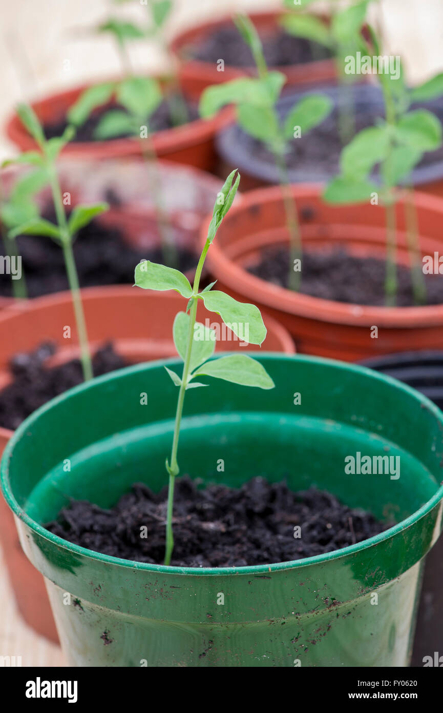Cultivating Sweet Pea seedlings in flower pots Stock Photo