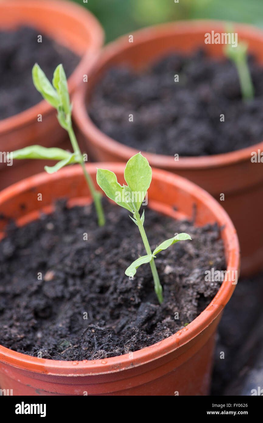 Cultivating Sweet Pea seedlings in flower pots Stock Photo