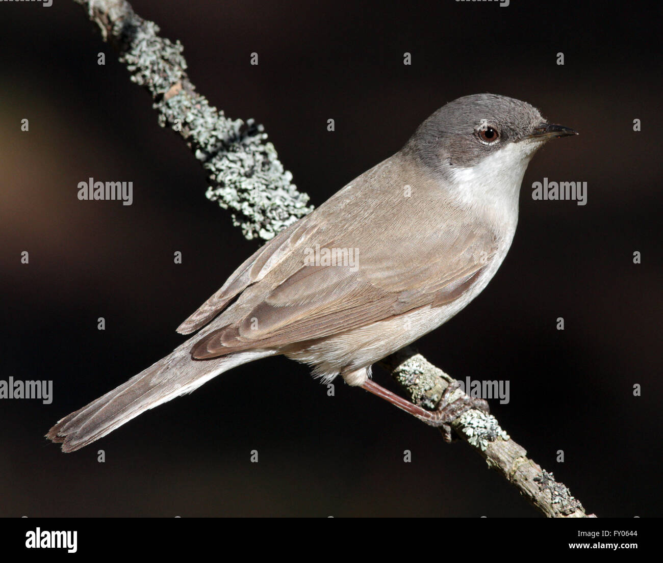lesser-whitethroat-curruca-curruca-sylvia-curruca-sitting-on-branch