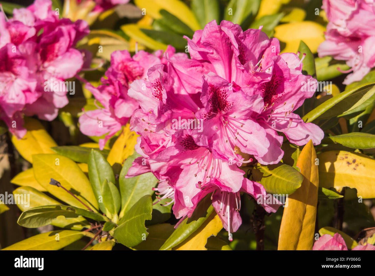 The beautiful pink flowers of the Rhododendron plant Stock Photo
