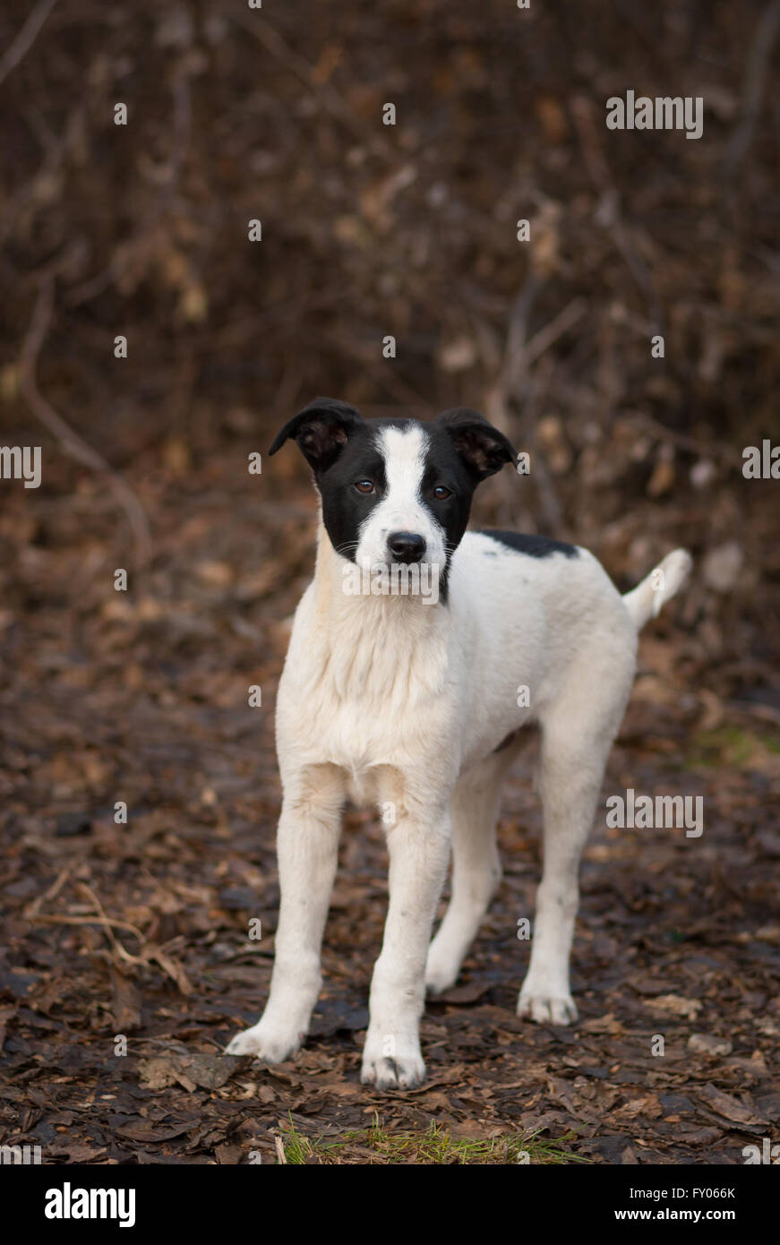 Lost stray puppy is waiting for mom in sinister place Stock Photo