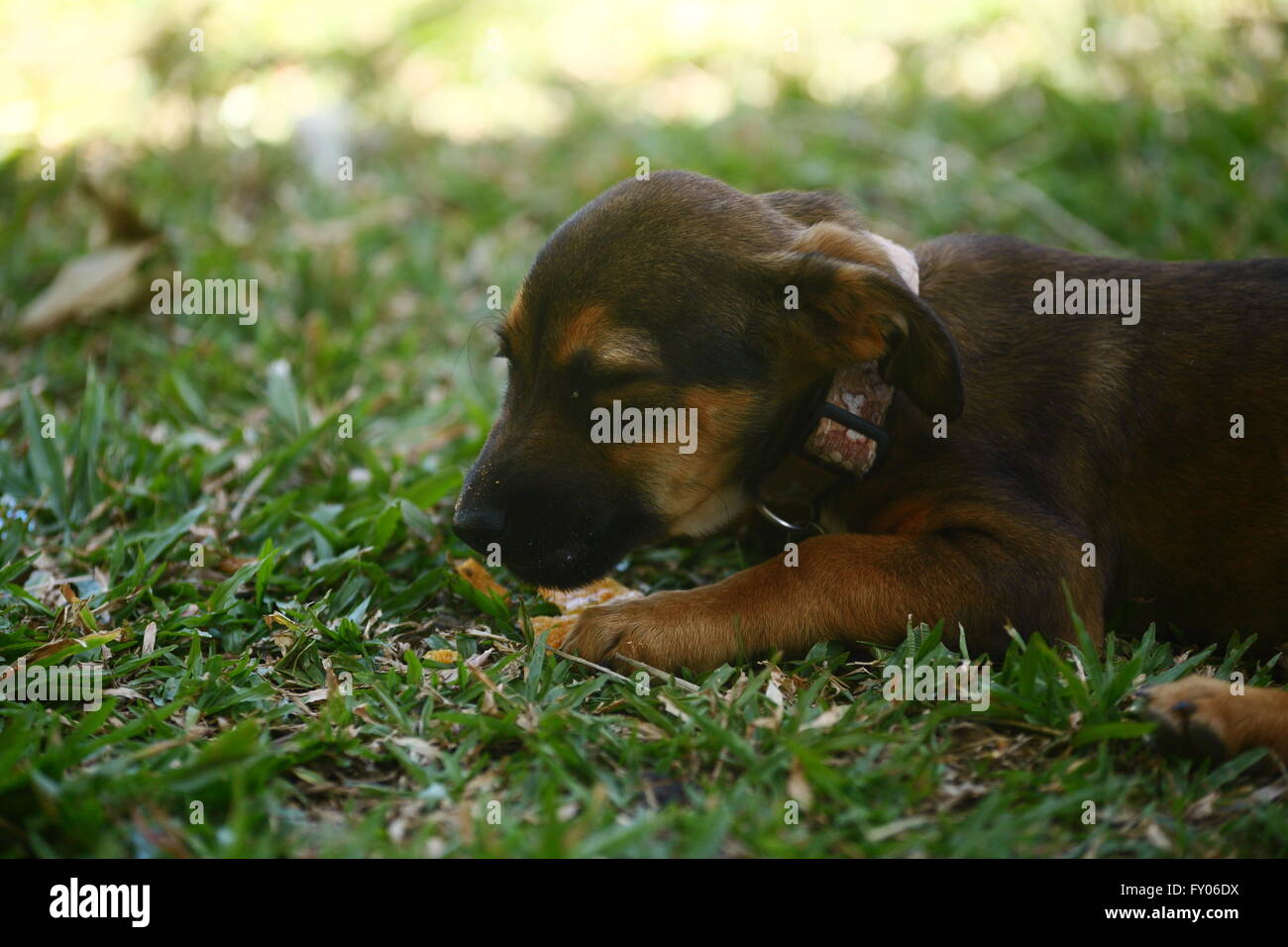 Puppy lying in the grass Stock Photo