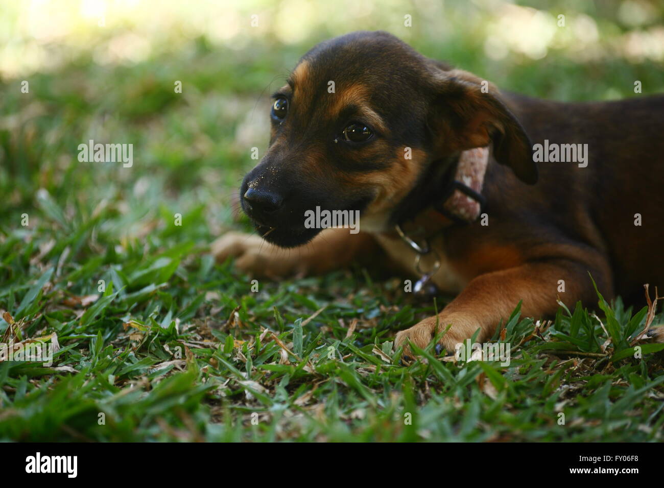 Puppy lying in the grass Stock Photo - Alamy