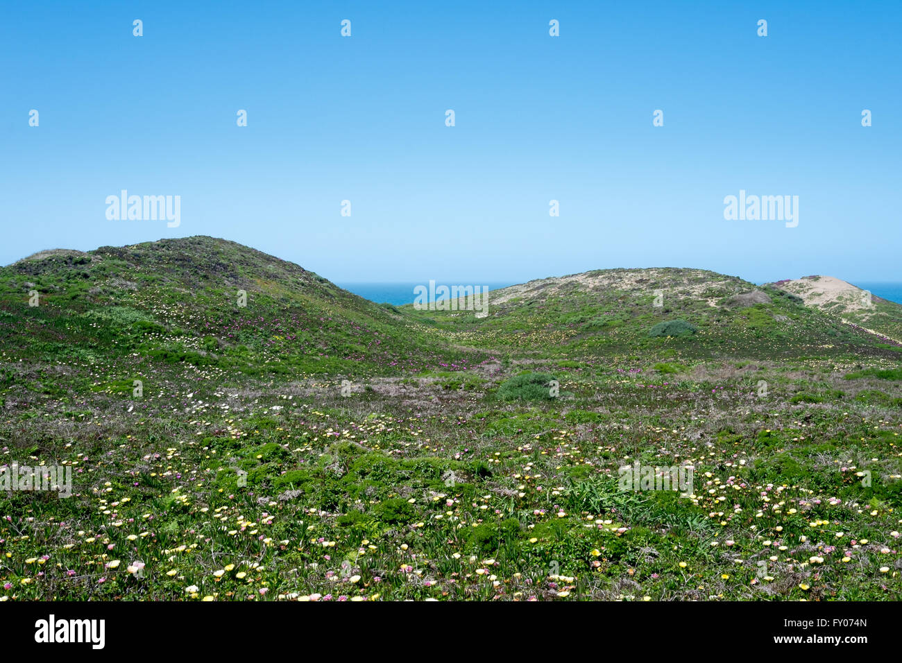 California seaside dunes covered with pink, yellow and white ice plant (figwort) Stock Photo