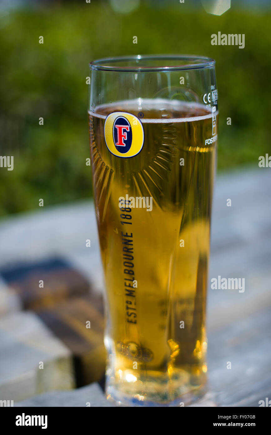 a pint of fosters lager Stock Photo