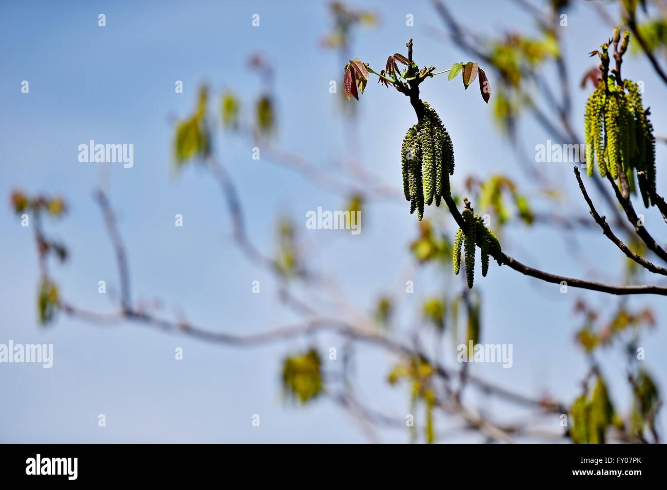 Walnut tree with blooming flowers in springtime with blue sky on background Stock Photo