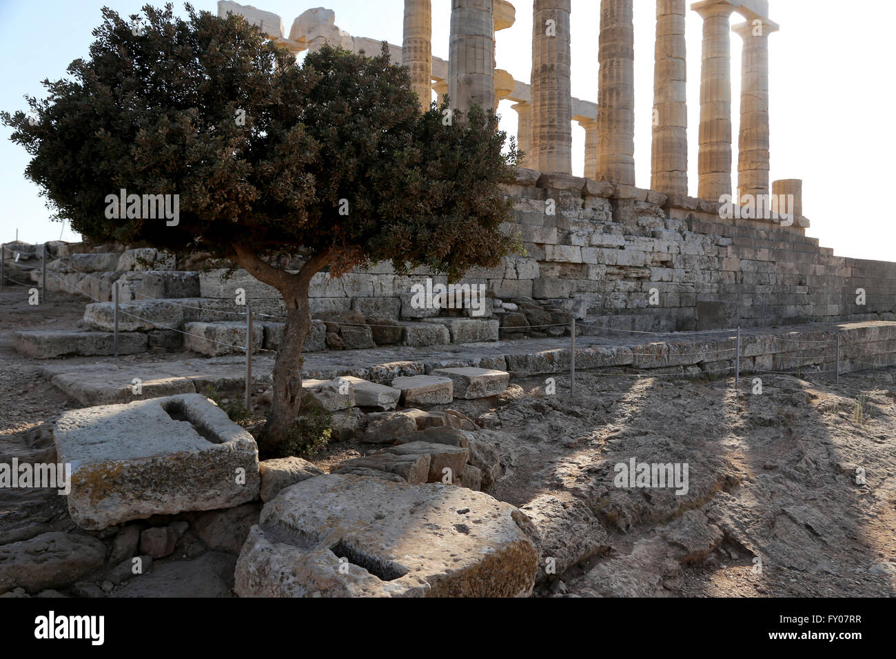 Attica Greece Sounion Temple Of Poseidon And Olive Tree Stock Photo - Alamy