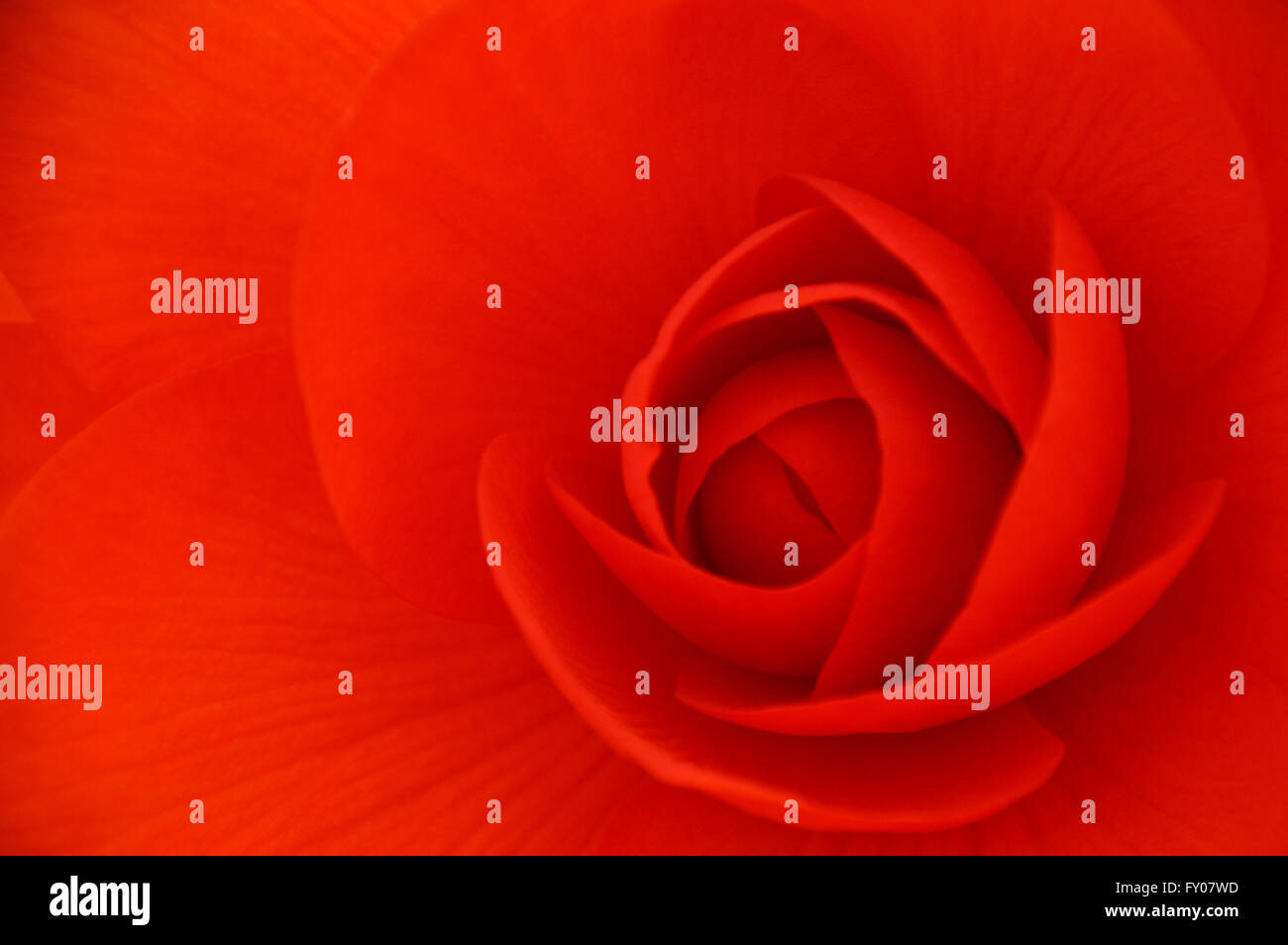 A Close up of a Ruby Red Coloured Begonia on Display at the Southport Autumn Flower Show. Lancashire UK. Stock Photo