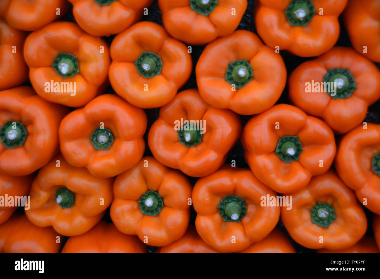 The Tops of Orange Bell Peppers Displayed on Vegetable Cart at the Southport Autumn Flower Show. Lancashire UK. Stock Photo