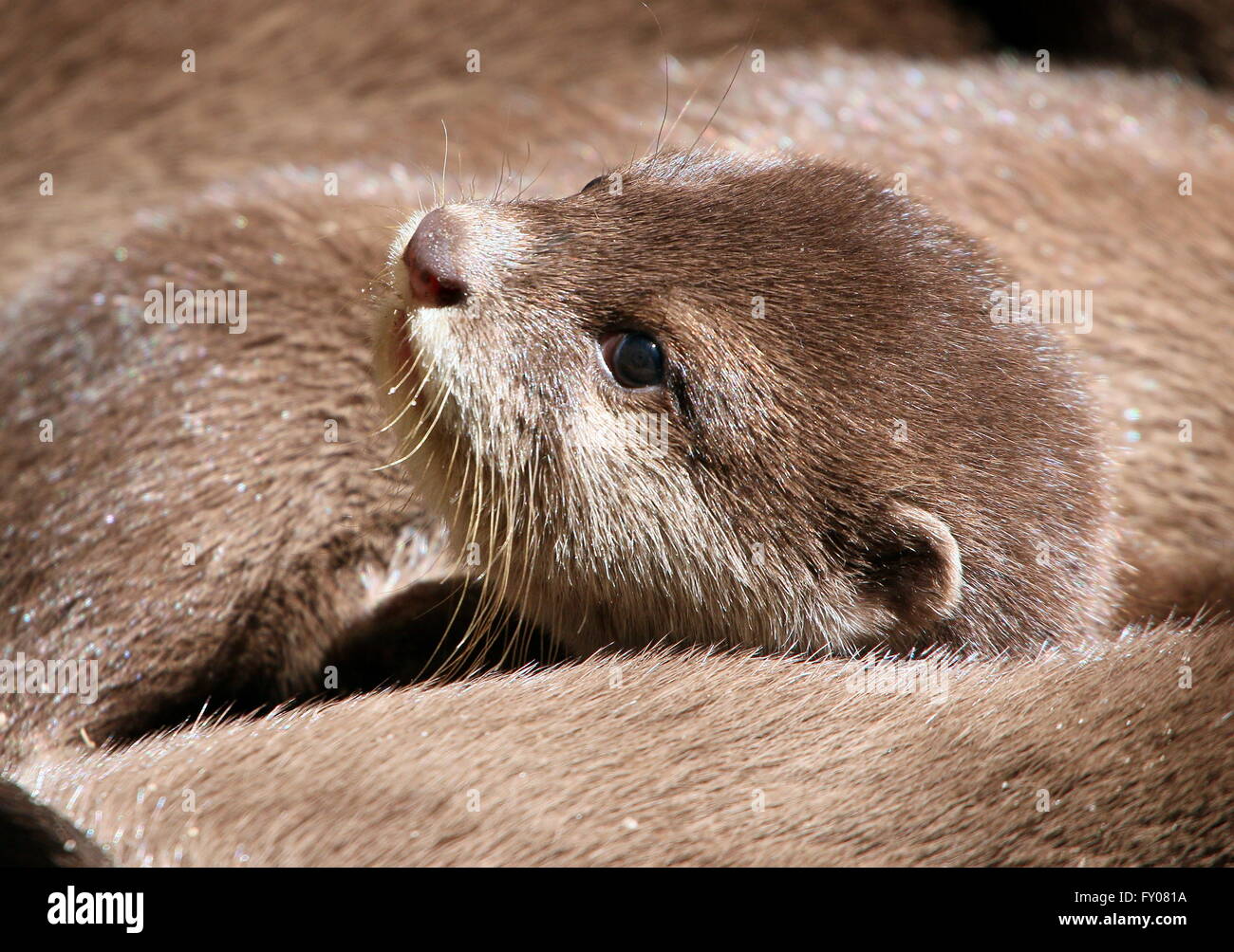 Close-up of the head of a baby Oriental or Asian small clawed otter