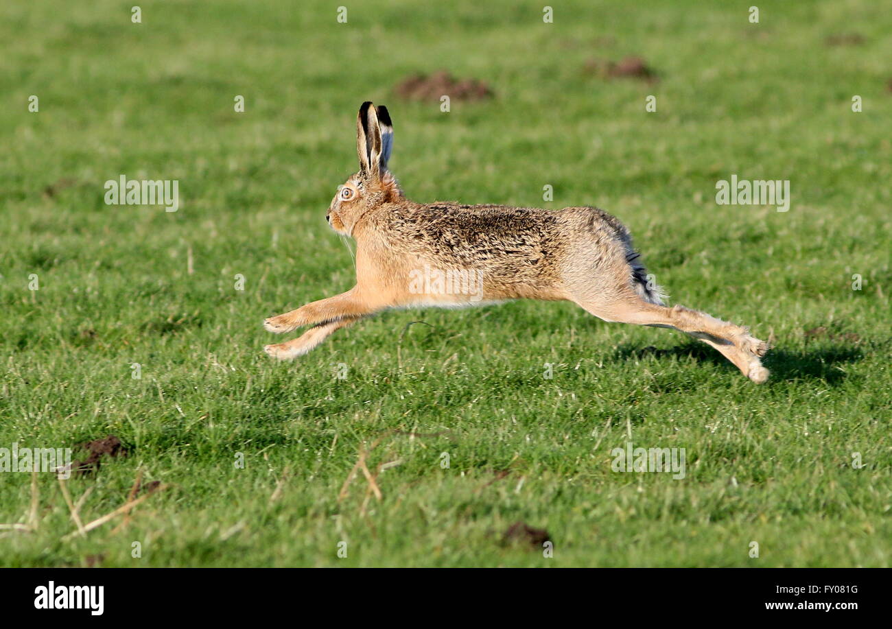Running at top speed hi-res stock photography and images - Alamy