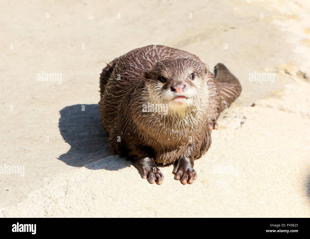 Oriental or Asian small clawed otter (Aonyx cinereus) facing the camera,  looking displeased Stock Photo - Alamy