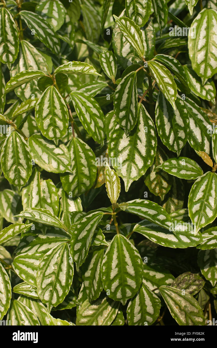 Silver veined evergreen leaves of the aluminium plant, Pilea cadierei, commonly grown as a houseplant Stock Photo