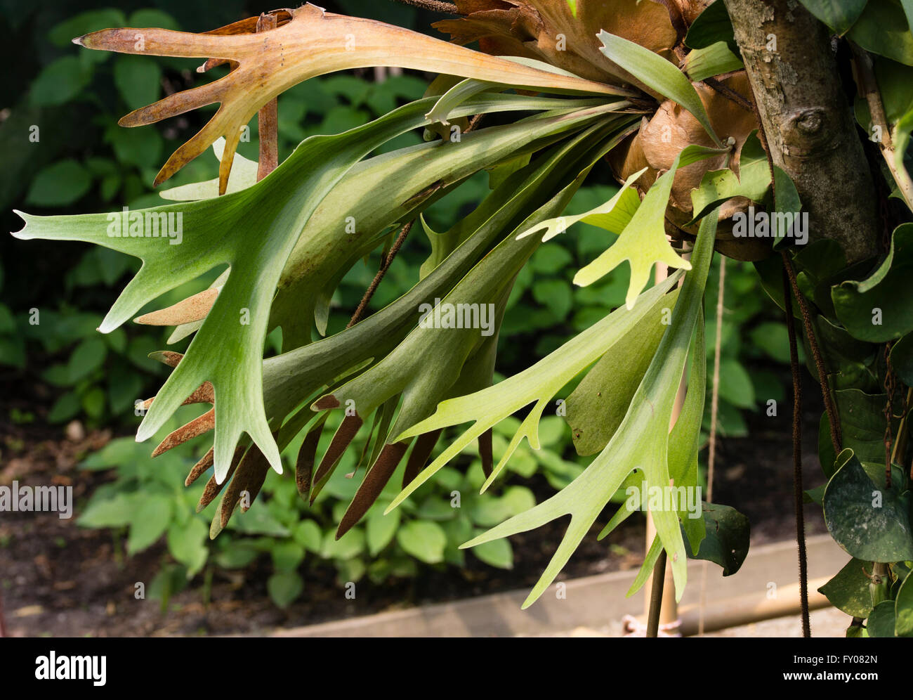 Fertile fronds of the tender staghorn fern, Platycerium bifurcatum, grow from sterile basal fronds that attach to tree trunks Stock Photo