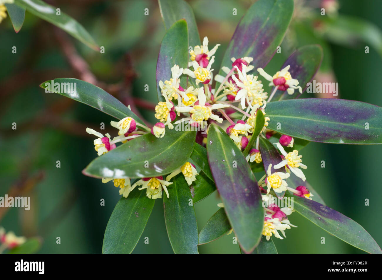 Spring flowers of the Australian mountain pepper bush, Tasmannia (Drimys) lanceolata Stock Photo
