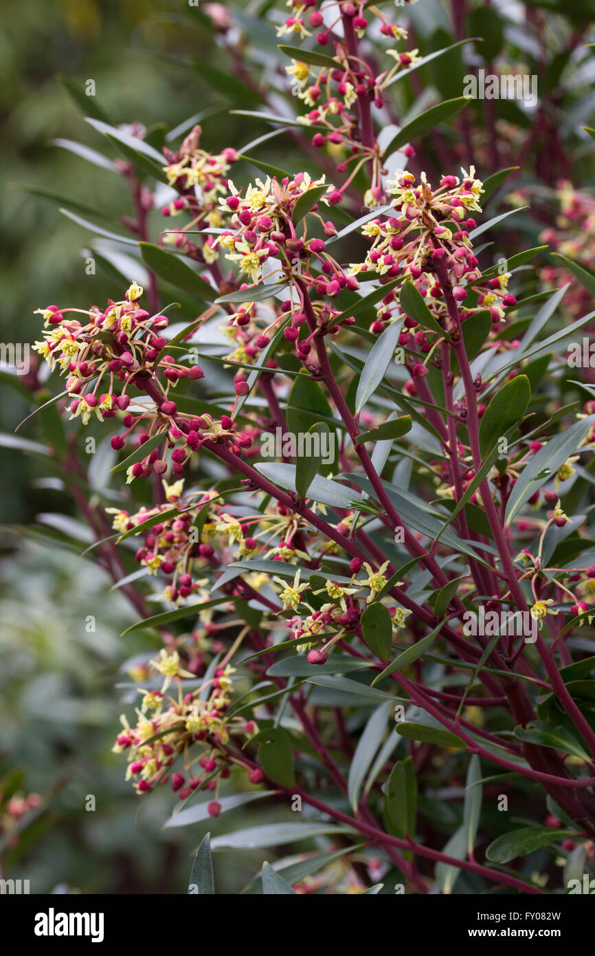 Spring flowers of the Australian mountain pepper bush, Tasmannia (Drimys) lanceolata Stock Photo