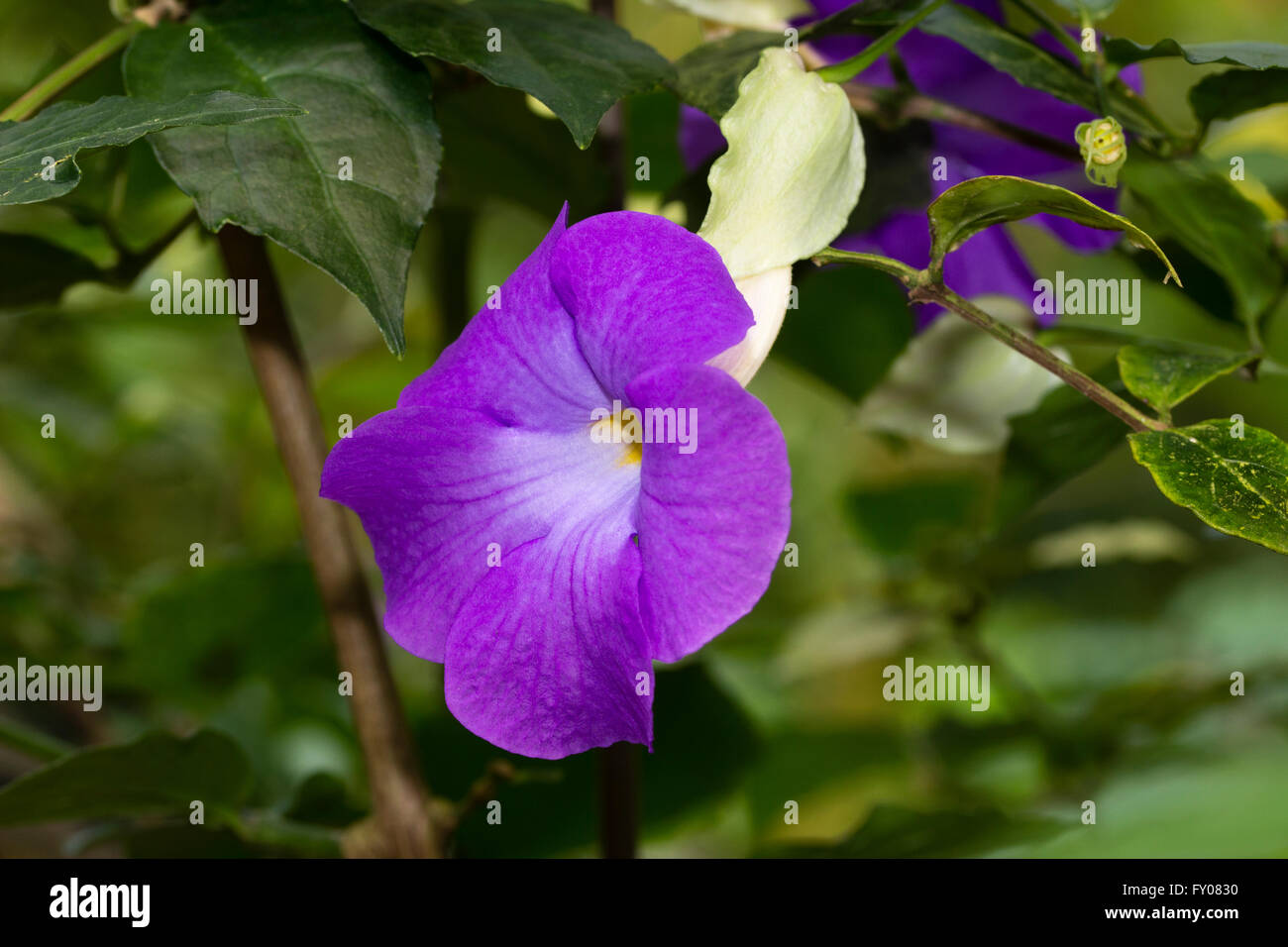 Tubular flower of the tropical, sprawling, shrubby clock vine, Thunbergia battiscombei Stock Photo
