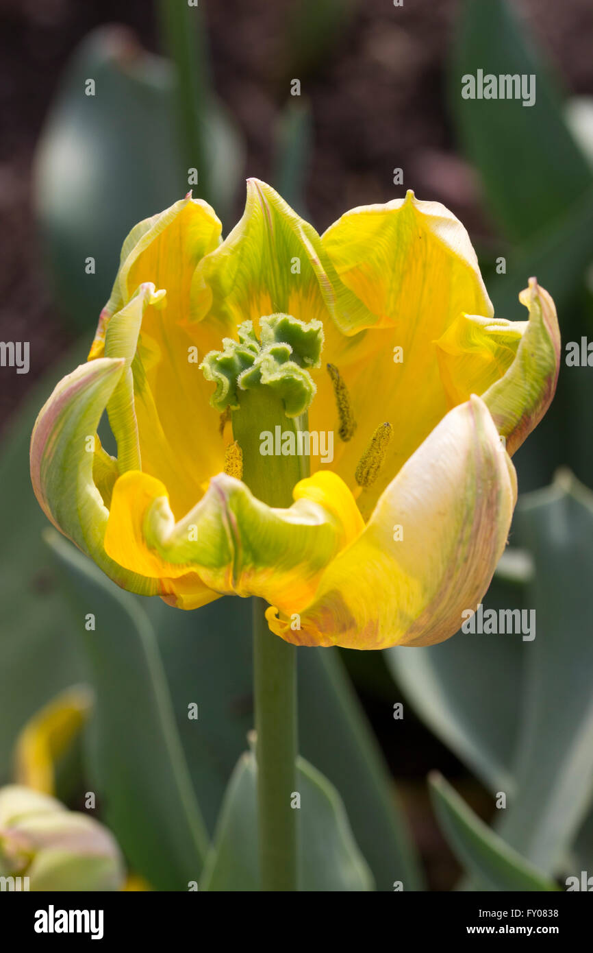 Open flower of the single late tulip, Tulipa 'Princess Irene' Stock Photo