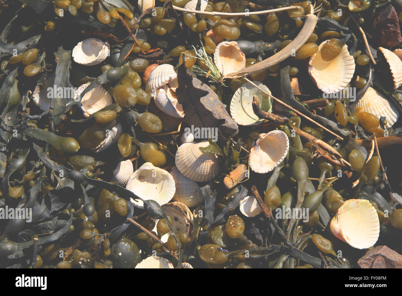 cockle shells & seaweed Stock Photo - Alamy