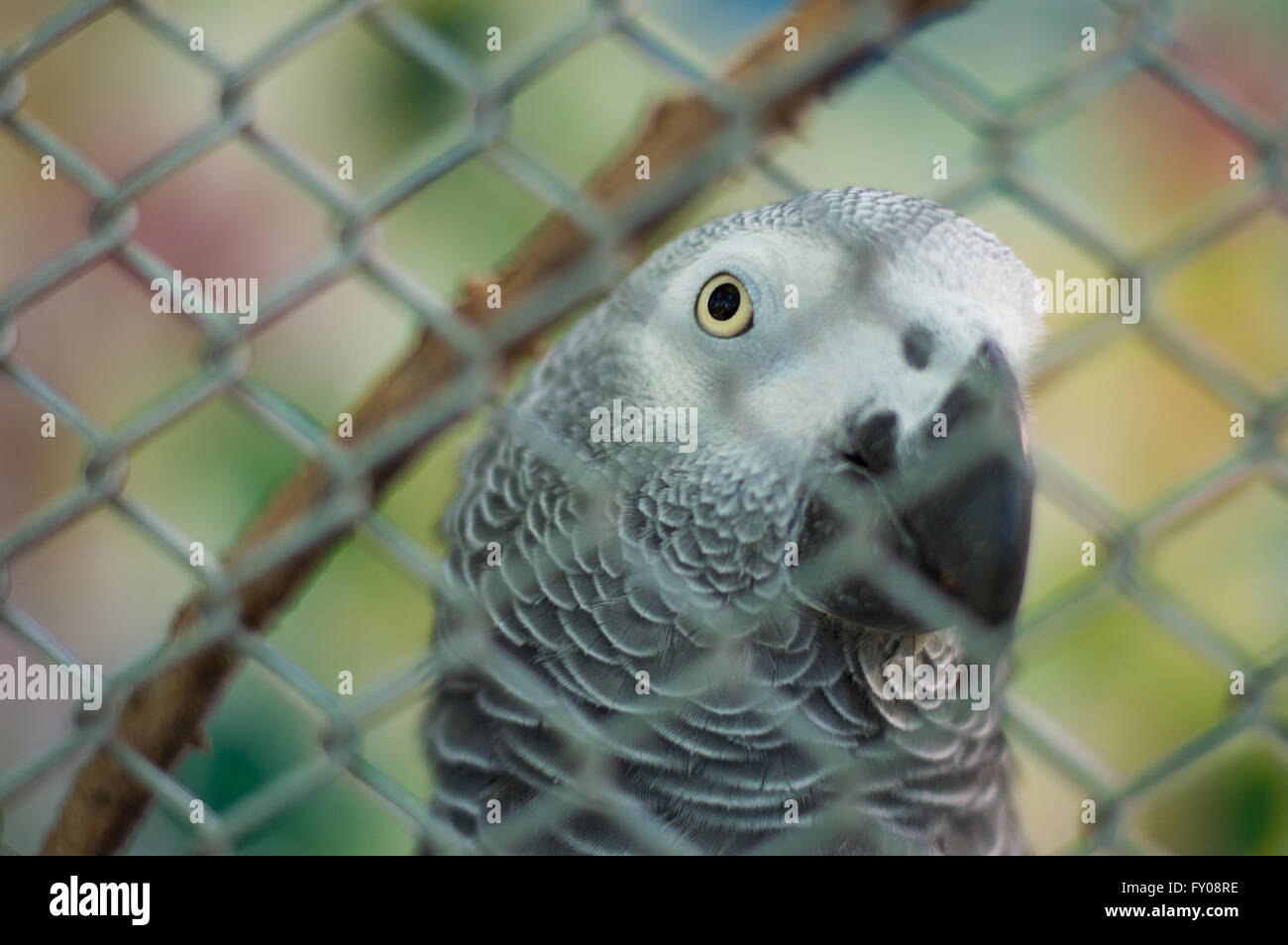 Parrot in a cage Stock Photo Alamy