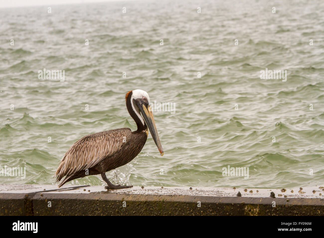 Brown pelican sitting on seawall on overcast day. Stock Photo