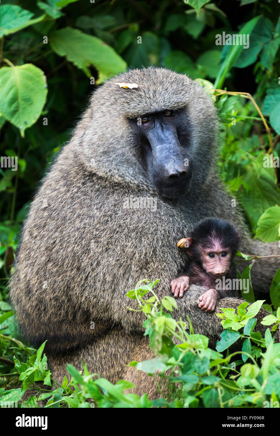 Olive Baboons with their baby. Stock Photo