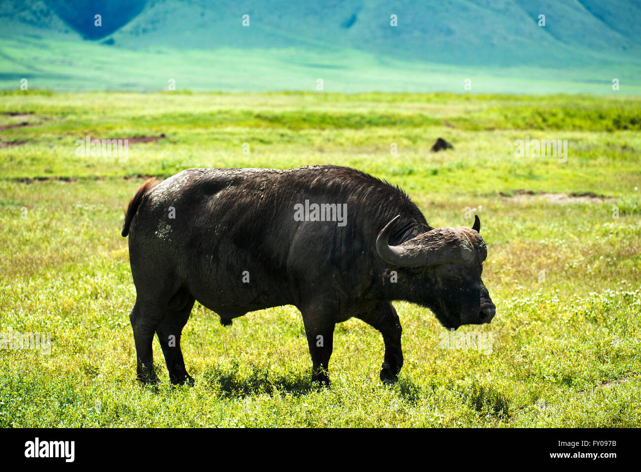 African buffalo or Cape buffalo in the Ngorongoro conservation area in Tanzania. Stock Photo