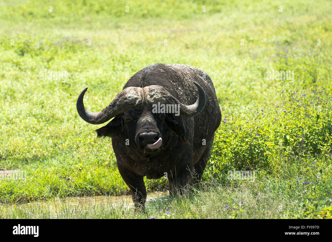 African buffalo or Cape buffalo in the Ngorongoro conservation area in Tanzania. Stock Photo